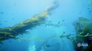 Start your adventure and learn to scuba dive. Begin your certification from home so you can jump right in on your holidays! | PADI