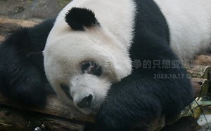 【大熊猫】20231017萌二螨虫眼最新状态！好像没有前阵子那么突飞猛进，进度有点缓慢了，二哥哥加油！