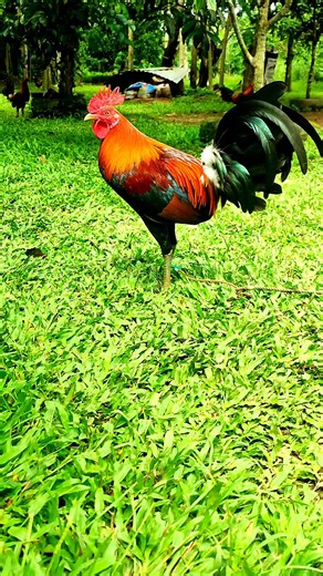 Tornado Hatch #IRONSIDEGAMEFOWL #viraltiktok #Excellence #tornadohatch #views