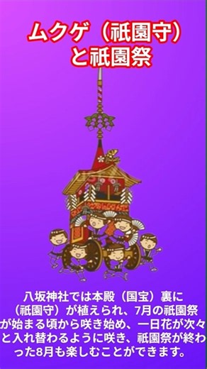 祇園祭と深い関係がある白い花「ムクゲ（祇園守）」【祇園祭の豆知識】八坂神社に咲く「祇園守」というムクゲの花#祇園祭 #ムクゲ #祇園守 #八坂神社 #祇園祭 #日本の夏 #Shorts