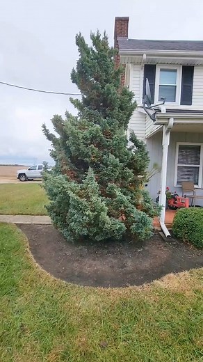 Tree removal 🌲 with the Green Machine 62V battery-operated chainsaw @Green Machine This stump was one of the hardest we dug all year, but we persisted and got it done 💪 #greenmachine #chainsaw #treework #powerthemachine #work #landscaping #oddlysatisfying