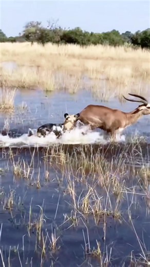 79 reactions | Wild dog attack helpless animal deer  #viralshorts #viralvideoシ #facebookviral #wildlife #reelsfbシ #foryouシ #wildlifeplanet #facebookreel #hilights #instagram | Äb Hâ M Îđ | Facebook