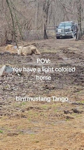 Enjoying a Mud Puddle with Mustang Tango