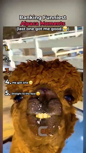 Ranking The FUNNIEST Alpaca Moments! 🦙 #shorts
