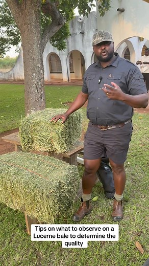 #Botswana must feed herself #Batswana must produce what they eat “Quality of Lucerne Bales is Beyond Color” The quality of Lucerne bales is often misconstrued as being directly related to their green color. However, the true determinant of quality lies in the retention of leaves, which are rich in nutrients and protein. It's essential to look beyond the surface color and focus on the factors that contribute to leaf retention. To achieve high quality Lucerne bales with a high leaf content, severa