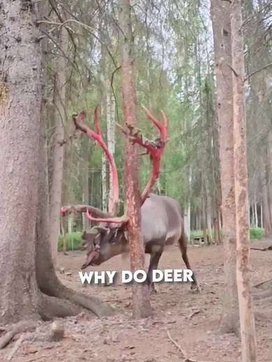 Understanding Why Deer Shed Antlers Annually