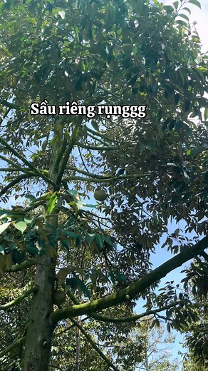 Sầu riêng rụng tại vườn: 5 cách chọn và khui sầu riêng ngon