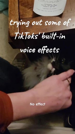 trying out the voice effects on our cat. she had some interesting things to say. #voiceeffects #catsoftiktok #cat #funny #funnysound #aivoice #fyp #lordcringe #bae #synth #echo #animals
