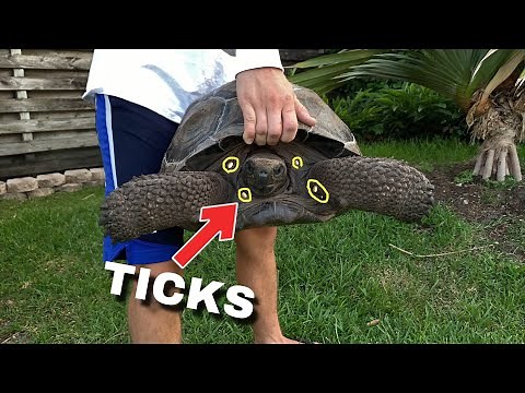 PULLING TICKS OFF TORTOISES, We FOUND MORE!! *Update*