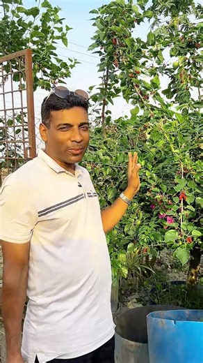 প্রচুর মালবেরী ধরেছে। #malbaritree #youtubeshorts #shortfeed #shoets #vairalshorts