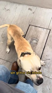 25 reactions | Él no tenía nada… ni comida, ni hogar, ni esperanza. Pero un gesto de amor lo cambió todo. Porque cuando rescatas a un animal, no solo salvas una vida… también sanas un pedacito de la tuya.  Comparte si tú también crees que todos merecen una segunda oportunidad. #RescateAnimal #AmorSinCondición #HistoriasQueTocan #AdoptaNoCompres #CambioDeVida #PerritoRescatado | San Sam Ros | Facebook