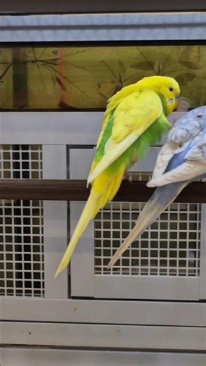 Parrot kick,budgies around 🦜