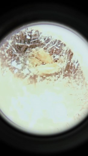 Dr. Zhao Lee on TikTok