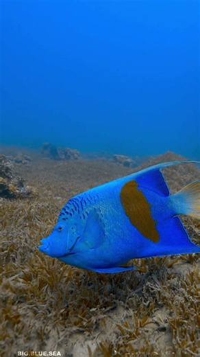 The Yellowbar Angelfish!