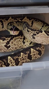 Cleaning up after Reaper, my Black Headed Bushmaster (Lachesis melanocephala). Snakes have no ears openings, yet many make a noise like hissing and the very famous Rattlesnakes using the tail. Here is another way to do it that many snakes use vibrating the tail over substrate to make a noise. Then you also get rasping of their scales like the Egg Eaters and Saw Scale Vipers. So noise as well at threat displays and intimidation are all used to say leave me alone. Cobras hood, Black Mambas gape th