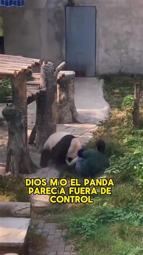 Panda suddenly goes berserk#animals #Foryou #Friendship #Us