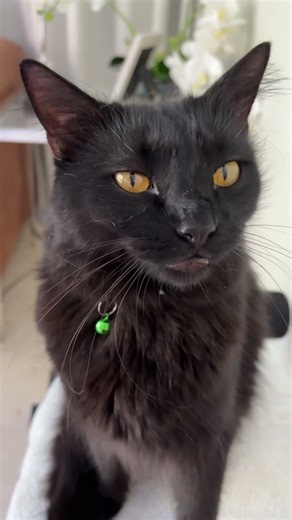 Rescue cat meows and purrs for attention