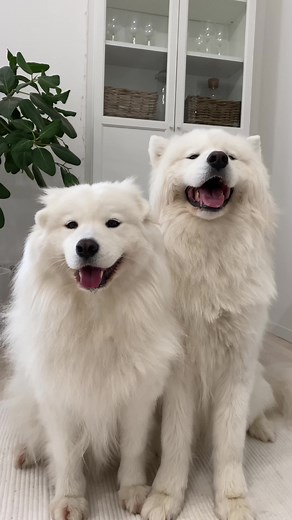 Who would book this floofy dance duo for their next party? 🐻‍❄️🐻‍❄️🎉