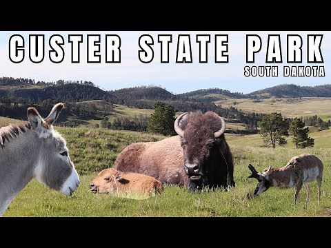 Discovering the Hidden Beauty of Custer State Park: South Dakota's Best Kept Secret! | Black Hills