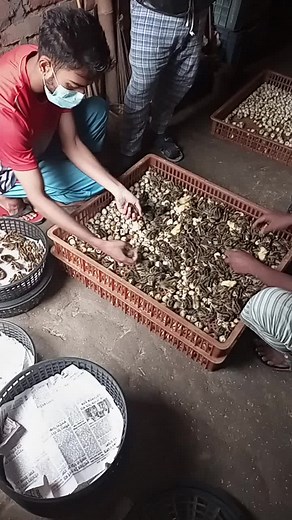 Mushroom Sorting Process in Indoor Environment