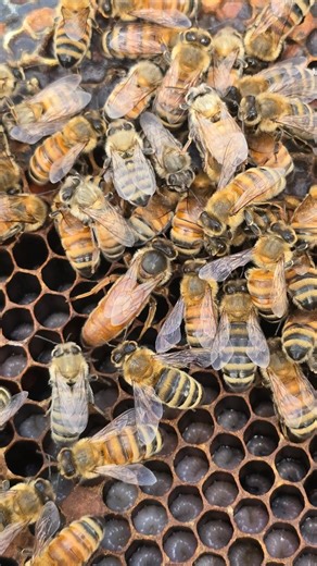 Sarah C | Helping Beginner Beekeepers on Instagram: "Even disabled queen bees do great work 🥰 Happy beekeeping everyone 🐝 #queenbee #beekeeping #honeybees #beebiology #babybees"