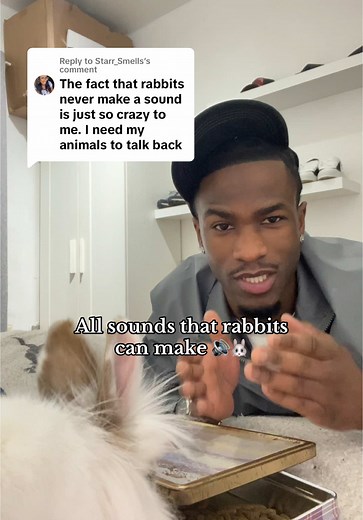 Understanding Rabbit Sounds: What They Mean