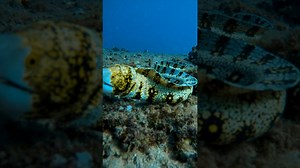 What it feels like when an eel chases you underwater