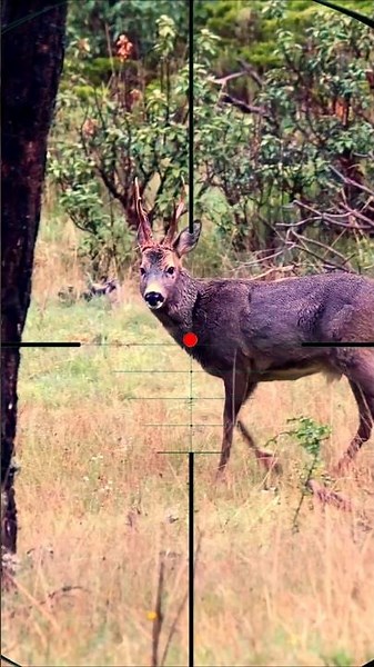 Deer Shooting | Sparare al cervo | Hirsche schießen