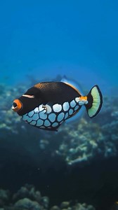 69K views · 2.7K reactions |  Le Poisson-Picasso : Une Merveille...