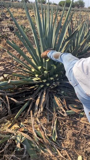 Proceso del Agave Azul: Cultivo, Destilación y Más