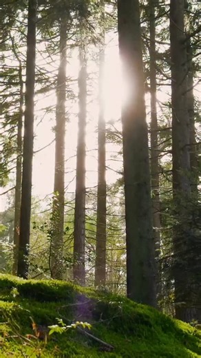 Petite rétrospective de 2025 avec ses incroyables moments : naissance de notre Joie Sauvage, scènes et plateaux tv, concerts-escapades… Une année haute en couleurs. Claires - parfois obscures - mais toujours vibrantes du bonheur qu’offre cette incroyable aventure. Un immmmmense merci à toutes celles et ceux qui ont accompagné et participé à donner vie à ce début d’histoire. ❤️ Vivement 2026 avec ses attentes et grandes promesses ! Je te souhaite une année lumineuse, remplie de douceur et de joie