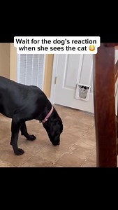 8.6K views · 182 reactions | Dogs can get scared of everyday objects or situations that seem harmless to humans—like vacuum cleaners, balloons, or unfamiliar furniture—because they rely heavily on scent and sound. Share and follow if you like dog videos Credit unknown Please DM us for credit #dog #doglover #cutedog #happydog #cat #dogandcat #scared #scareddog #dogseeingcat #dogscaredofcat | My Floofy | Facebook