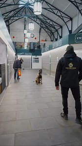 29K views · 1.9K reactions | Train it, Practise it, Proof it  #protectiondogsworldwide #eliteprotectiondog #belgianmalinois #personalsecurity #protectiondog | Protection Dogs Worldwide | Facebook