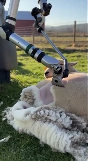 Is This the Future of Farming? | AI Imagines Robotic Sheep Shearing #ai #farming #sheepfarming