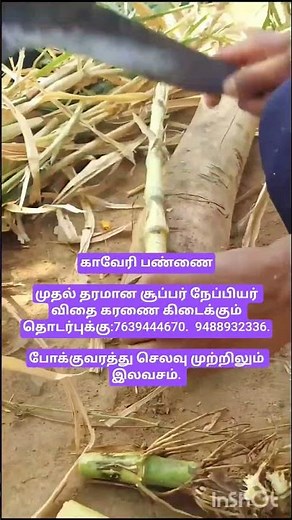 #சூப்பர் #நேப்பியர்#விதை #agriculture#farming #biogas கிடைக்கும் தொடர்புக்கு:7639444670.9488932336.