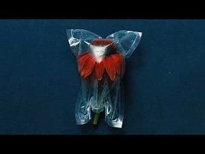 Rose Ringed - Dancing Heart (Official Visualizer)