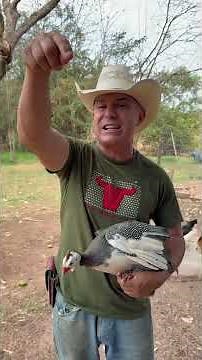 Isso que acontece quando galinha D’angola encontra cobra