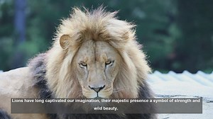 10 Iconic Lion Portraits in Wildlife Photography