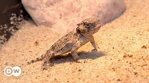 Fluid transport, lizard-style