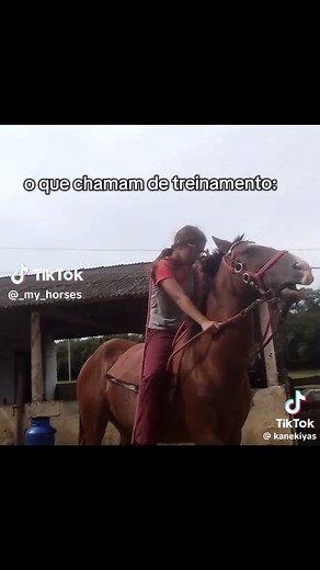 Treinamento de Cavalos: Dicas e Técnicas Essenciais