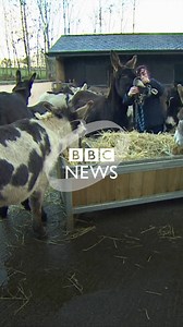 Donkey's aren't just cute, they're life-changers too! | BBC Yorkshire