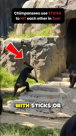 Chimpanzees Hit Things With Sticks 🪵🧠