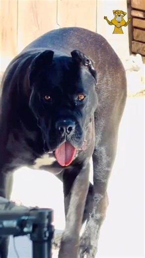 You don't own a Cane Corso. You earn the right to walk by its side.