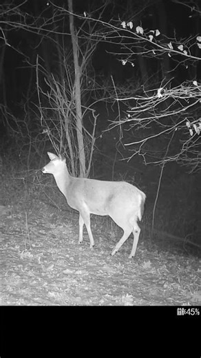 Pause for Effect 1/27/2026 #shorts