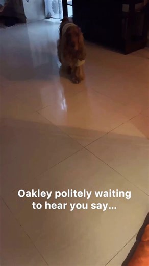 ✨ The cutest stretch ever #spaniel #oakley