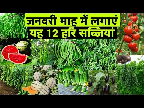 🌱 जनवरी माह में उगाई जाने वाली सब्जियां | January Vegetable Farming Guide | ज्यादा मुनाफे की खेती 🚜