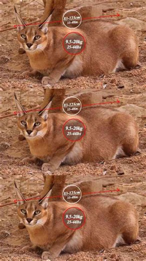 This predator relies on power not size