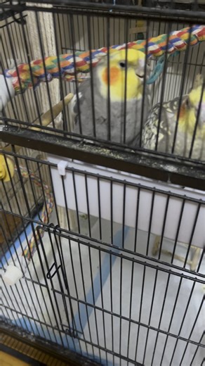 My cockatiel died in less than 24 hours, I need answers :(