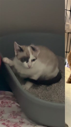 ❤️ CHATONS A L’ADOPTION ❤️ Adopter un chaton, ce n’est pas offrir un cadeau, c'est s'engager à partager sa vie avec un compagnon fidèle et affectueux. En choisissant de prendre soin d’un petit bout, vous vous ouvrez à des moments de bonheur, de rires et d'affection inconditionnelle. Cependant, il est essentiel de se rappeler que cet engagement est à long terme. Un chaton peut vivre plusieurs années, et chaque moment compte. Cela signifie fournir une alimentation adéquate, des soins vétérinaires 