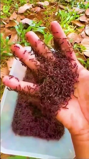 The World’s Most Painful Sting Explained#facts #didyouknow #mindblowingfacts